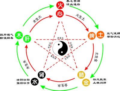 桐五行|桐字的五行属性